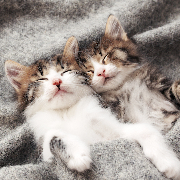 cute kittens