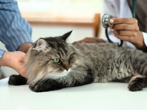 Cat being examined by a vet