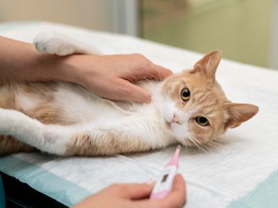 Cat laying on its back while veterinary staff checks its temperature