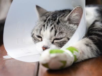 Cat laying on the floor with a bandaged paw and a surgery cone