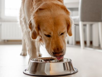 Dog eating out of a food bowl