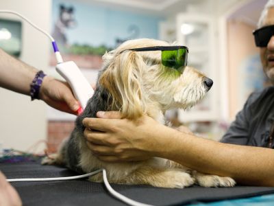 Dog getting a laser therapy treatment