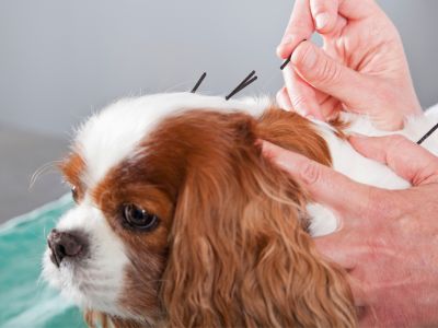 Dog receiving acupuncture