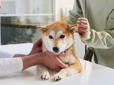 Dog sitting on a veterinary exam table
