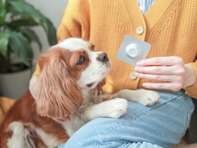 Dog sitting with a woman who is holding a tablet