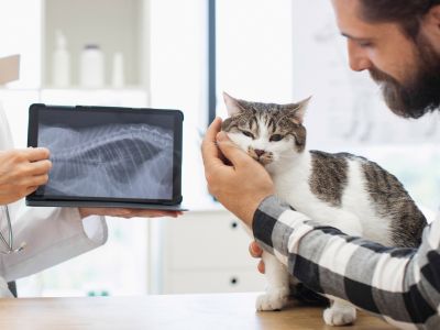 Man holding a cat while a vet shows the cat's xrays