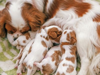 Mother dog nursing puppies