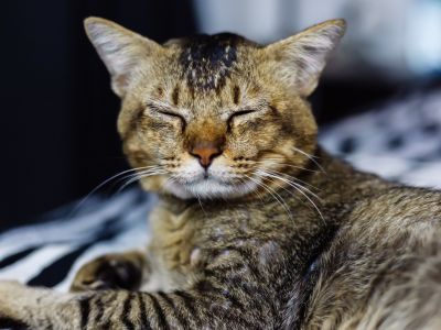 Old Cat laying on a blanket