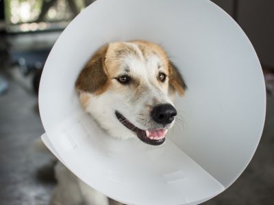 dog in a surgery cone after surgery