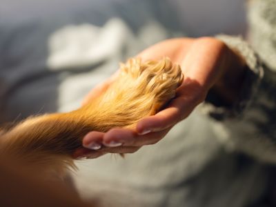 person holding a pet's paw