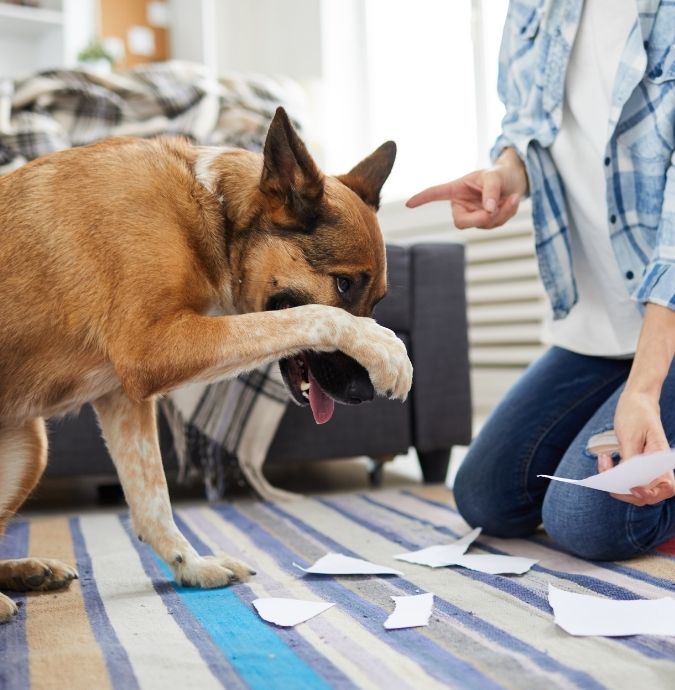 A dog covers its face with its paw while a person kneels nearby with torn paper scattered on the floor.