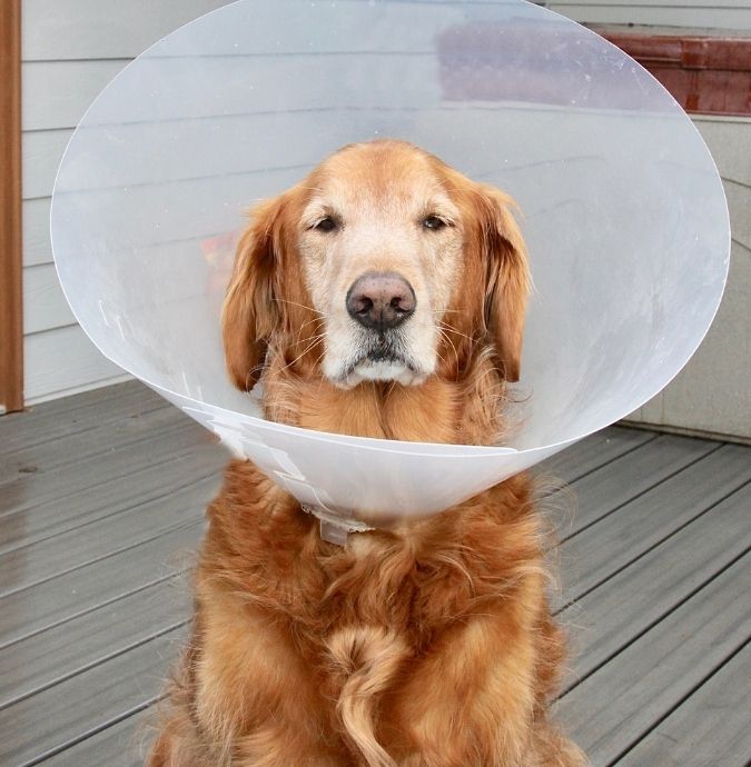 A golden retriever dog wears a clear plastic cone around its head, sitting on a wooden porch.