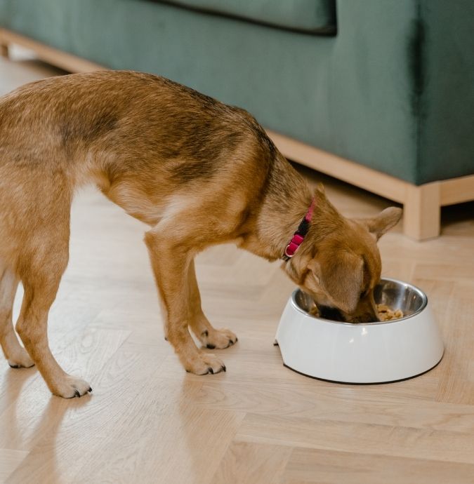 A brown dog with a pink collar eating from a white bowl on a wooden floor.