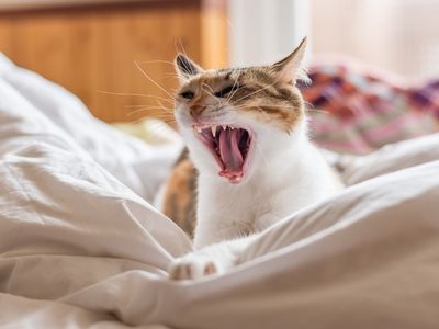 A calico cat yawns widely while lying on a white duvet