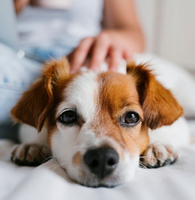 A healthy dog resting on a pet bed