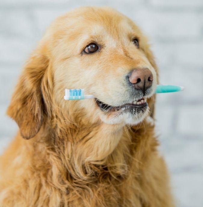 A golden retriever dog holds a blue and white toothbrush in its mouth.