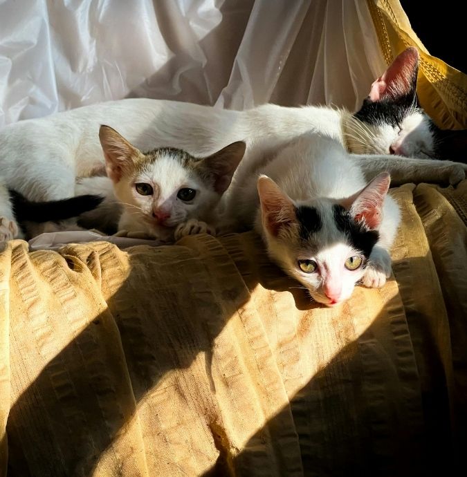Three white cats, two kittens and one adult, rest on a textured surface