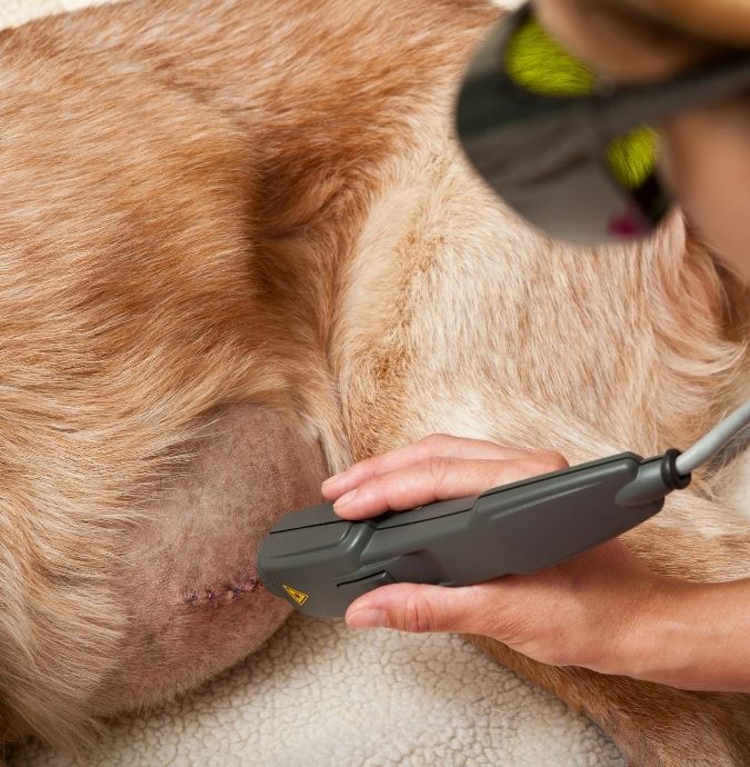 A person in protective eyewear uses a laser therapy device on a dog's